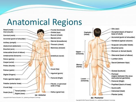 Tissues Anatomy And Physiology, Regional Terms Anatomy, Intro To Anatomy And Physiology Notes, Anatomy Tricks, Tissues Anatomy, Anatomical Regions, Fantasy Anatomy, Physiology Notes, Nursing School Studying Cheat Sheets