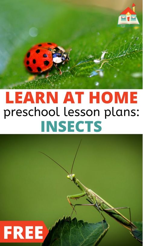 Try these free insect lesson plans for preschoolers. These free preschool lesson plans feature 16+ activities to teach about insects. These insect themed lesson plans for preschoolers include all the core subjects. Teach younger children about the interesting life of bugs and their role in nature with these free insect lesson plans for preschoolers. Perfect for homeschool or stay at home preschool. Bugs For Preschoolers, Insect Unit Preschool, Insects Lesson Plans Preschool, Learning About Bugs Preschool, Insect Study Preschool, Insect Preschool Activities, Bugs Lesson Plans For Toddlers, Insect Curriculum Preschool, Bug Curriculum Preschool