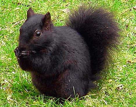 BGSU is so diverse that we have three different colors of squirrels... brown, black, and albino! Black Squirrel, Squirrel Pictures, A Squirrel, Cute Squirrel, Chinchillas, Red Squirrel, Little Critter, Hamsters, Sweet Animals