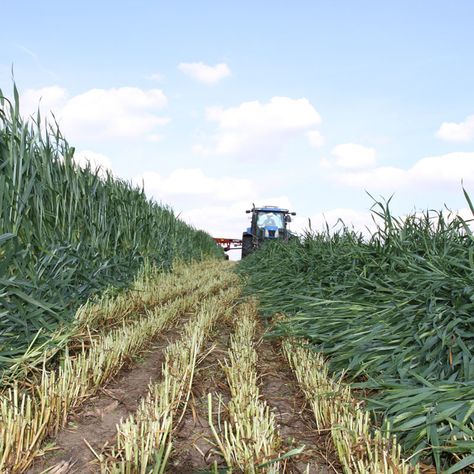 Is triticale a good hay for horses? Hay For Horses, Horse Hay, Grass Hay, Cash Crop, Horse Feed, Horse Owner, Horse Health, Seed Company, Health Center