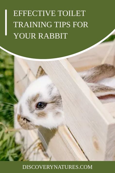 Believe it or not, rabbits can be potty trained. It can be daunting but with a bit of preparation and diligence, it can a lot less hassle. Learn effective toilet training tips for your rabbit in this article. #pottyraining #pterrabbit #petbunny How To Potty Train A Rabbit, How To Potty Train A Bunny, Pet Rabbit Care, Potty Train, Potty Training Tips, Rabbit Care, Bun Bun, Pet Bunny, Toilet Training