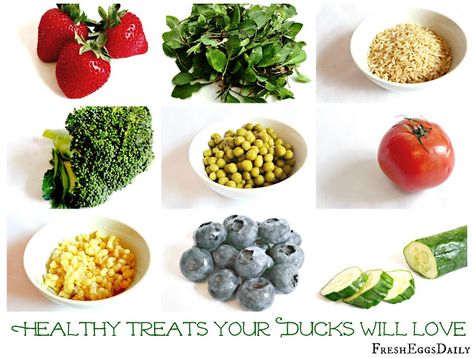 As well as their usual daily feed of commercial duck food you can also feed your ducks a variety of delicious treats and snacks. Some treats, like vegetables, can be fed every day and other treats,… Duck Food List, Duck Keeping, Duck Care, Pet Duck, Pekin Duck, Backyard Ducks, Meal Worms, Duck Coop, Duck Farming