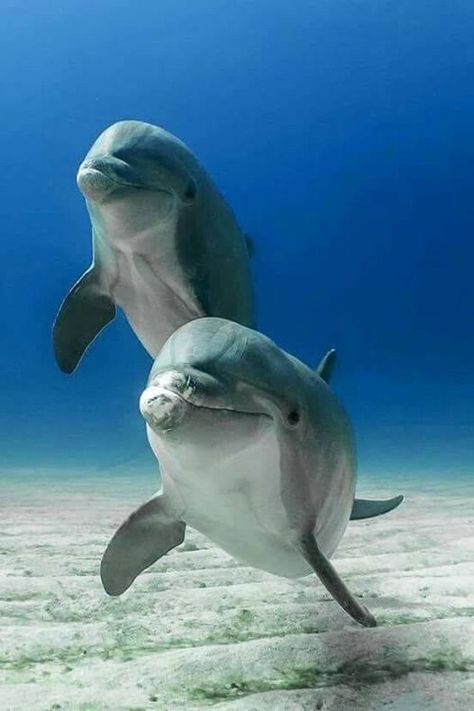 Common Bottlenose Dolphin, Dolphin Photos, Dolphin Lover, Bottlenose Dolphin, Wild Animals Pictures, Beautiful Sea Creatures, Water Animals, Ocean Creatures, Wildlife Animals