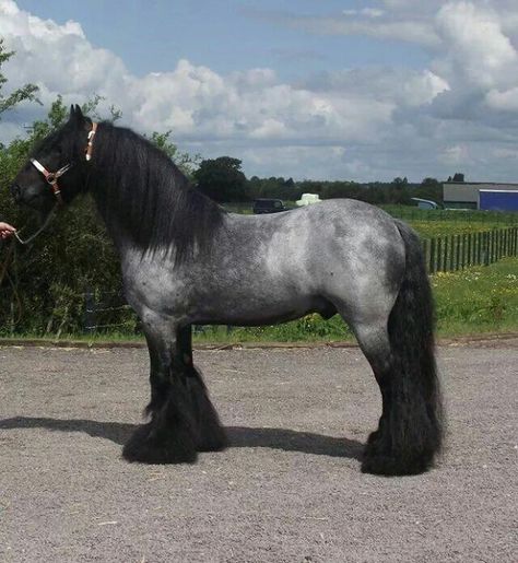 Grey Draft Horse, Dapple Gray Quarter Horse, Dappled Gray Horse, Light Dapple Grey Horse, Dapple Grey Thoroughbred, Mini Farm, Grey Horse, Horse Ranch, Most Beautiful Horses