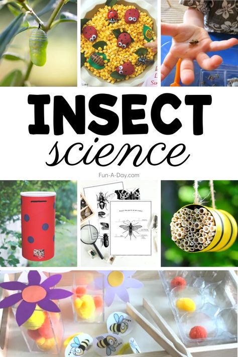 30+ Insect Science Activities for Preschoolers - Fun-A-Day! Kids Bug Activities, Bugs Projects For Preschool, Bugs Butterflies And Insects Activities, Bug Learning Activities, Beetle Activities For Preschool, Insect Centers For Preschool, Bugs Activity For Preschool, Bugs Science Preschool, Insect Stem Activities Preschool