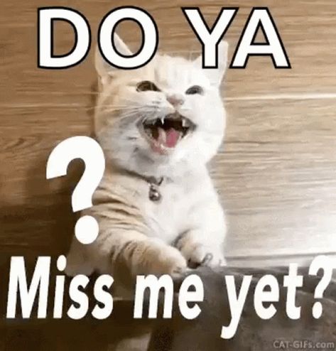 Miss Me Yet Cat GIF - Miss Me Yet Cat Miis Me - Discover & Share GIFs Annoyed Gif, Love You More Quotes, Winnie The Pooh Gif, Good Night Cards, Funny Cat Images, Miss You Already, You Miss Me, Do You Miss Me, Cat Images