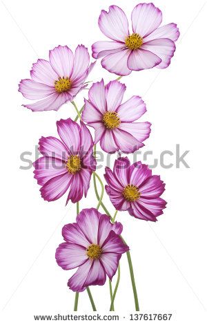 Studio Shot of Fuchsia Colored Cosmos Flowers Isolated on White Background. Large Depth of Field (DOF). Macro. - stock photo Cosmos Tattoo, Flower Drawing Tutorials, Cosmos Flowers, Macro Flower, Flower Art Drawing, Watercolor Projects, Watercolor Flower Art, Free Art Prints, Hubble Space Telescope