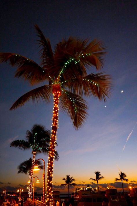 12. You've hung Christmas lights in your flip flops... Palm Tree Christmas Lights, Key West Christmas, Beachy Christmas Tree, Palm Tree Lights, Christmas Stairs Decorations, Christmas Lights Wallpaper, Christmas Palm Tree, Christmas Stairs, Hanging Christmas Lights