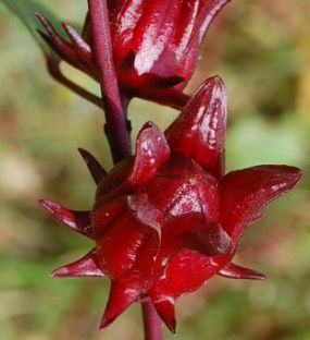 Sorrel Flower -  this is dried and boiled into a tea or drink Sorrel Recipe Jamaican, Jamaican Fruits, Sorrel Recipe, Jamaican Sorrel, Tea Hair Rinse, Hibiscus Sabdariffa, Jamaican Dishes, Jamaican Culture, Hibiscus Plant