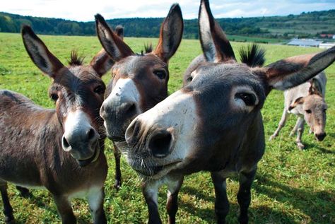 ma is a hybrid of Mules Animal, Female Horse, Cute Donkey, The Donkey, Donkeys, Burritos, Funny Faces, Animal Kingdom, Animal Photography