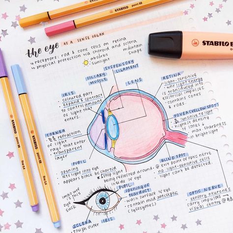 Eye study notes // follow us @motivation2study for daily inspiration Eye Anatomy Notes, Eye Diagram, Optometry School, Anatomy Notes, Ideas Notes, Study Medicine, Eye Study, Eye Anatomy, Medicine Notes