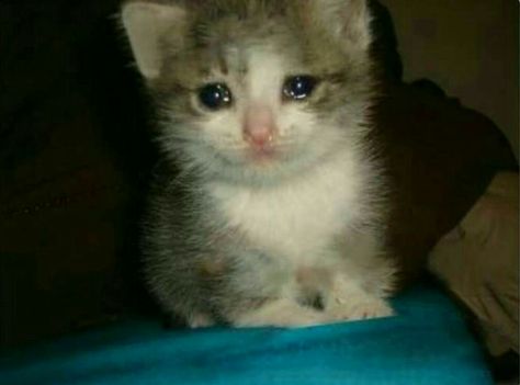 The original sad Cat eyes U know the ones Cat Crying, Funny Cat Memes, Cute Memes, All About Cats, 귀여운 동물, Animal Memes, Cat Pics, Cat Memes, Cats And Kittens