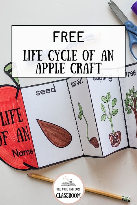 apple worksheets for preschool Apple Tree Life Cycle Preschool, Tree Cycle Preschool, Life Cycle Of A Apple, Apple Tree Life Cycle Printable Free, Apple Life Cycle Preschool, Life Cycle Of An Apple Printable Free, Life Cycle Of An Apple Preschool, Apple Tree Craft Preschool, Apple Orchard Preschool