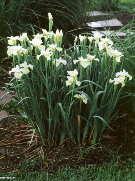 Landscape On A Hill, Mailbox Landscape, Iris Sibirica, Mailbox Garden, Mailbox Landscaping, Landscaping On A Hill, Mailbox Ideas, Hgtv Garden, Full Sun Perennials