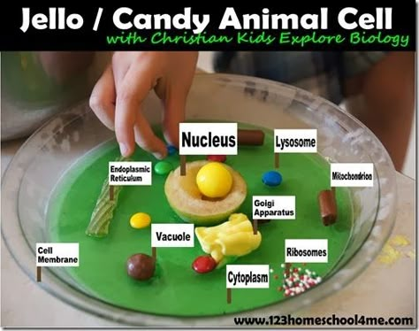 Edible Jello Animal Cell - FUN hands on #homeschool #science lesson for #biology. Lots of other fun Science ideas! Edible Animal Cell, Animal Cell Model Project, Edible Science Experiments, Cell Project Ideas, Edible Cell Project, Plant Cell Project, Edible Cell, Cell Model Project, Plant Cell Model