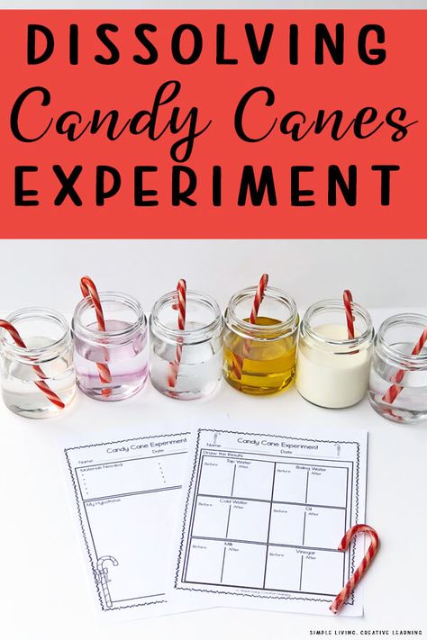 Candy Cane Science Experiment, Candy Cane Experiment, Candy Cane Science, Christmas Science Activities, Candy Experiments, Christmas Science Experiments, Candy Science, Winter Science, Candy Cane Crafts