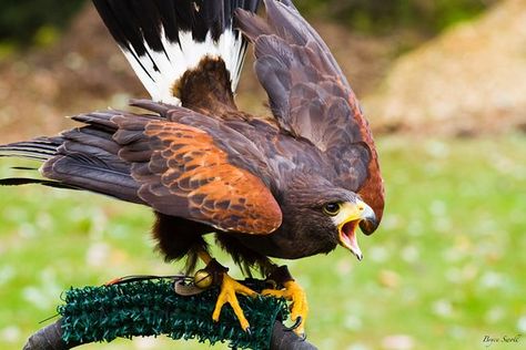 Falcon Art, Hawk Pictures, Harris Hawk, Raptors Bird, North American Animals, Rare Animals, Animal Posters, Weird Animals, Birds Of Prey