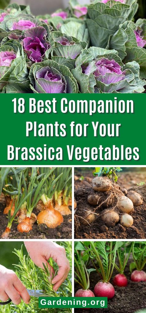 18 Best Companion Plants for Your Brassica Vegetables Brassica Vegetables, Best Companion Plants, Yarrow Flower, Cabbage Worms, Companion Plants, Attracting Beneficial Insects, Victory Garden, Beet Greens, Aromatic Herbs