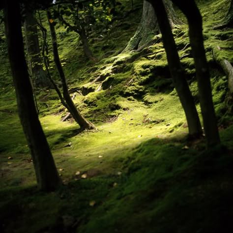 Moss Floor, Earth Photo, American Mythology, Walk In The Woods, On The Ground, Nature Aesthetic, Green Grass, Enchanted Forest, Green Aesthetic