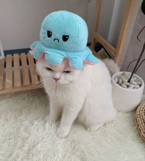 Paige Core, Mood Octopus, Lee Know Cats, Sanrio Memes, Cats With Hats, Reversible Octopus, Cats And Flowers, Cat M, Octopus Plush