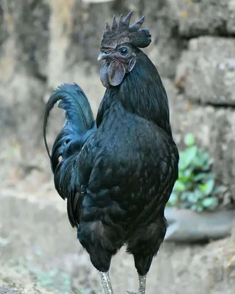 Kadaknath Roosters Black Giant Chicken, Crowing Rooster, Rooster Of Barcelos, Onagadori Rooster, Black Chickens, Black Rooster, Just Believe, Rooster, Chicken