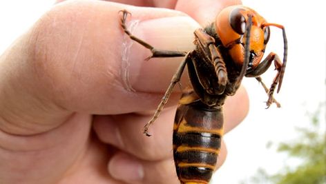 Japanese Giant Hornet, Weird Animal Facts, Hornets Nest, Bees And Wasps, Creepy Crawlies, Kill People, Animal Species, Animal Facts, Weird Animals