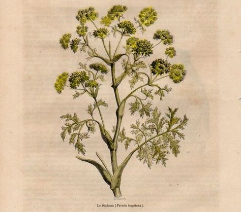 New work research: Silphium, an extinct medicinal plant native to the Mediterranean region. Yellow Plants, Herbal Plants, Architecture Concept Diagram, Concept Diagram, Extinct Animals, Plant Drawing, Medicinal Plants, Concept Architecture, Flora And Fauna