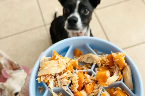 Sick Dog Food Recipe Chicken Pumpkin Sweet Potato Rice Dish - doglifemag.com Soup For Sick, Pumpkin Sweet Potato, Bland Diet Recipes, Sweet Potato Rice, Dog Food Recipe, Bland Diet, Chicken Pumpkin, Make Dog Food, Chicken For Dogs