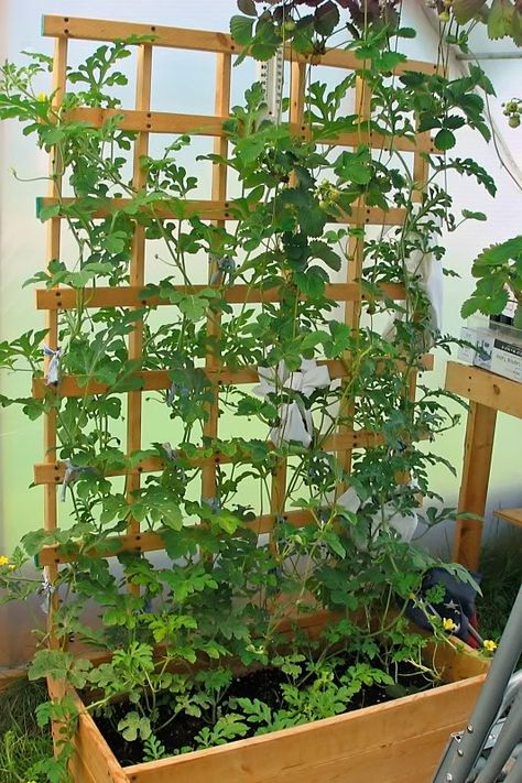 Watermelon Trellis Diy, Vertical Watermelon, Watermelon Trellis, Tomatillo Plant, Cattle Panel Trellis, Watermelon Vines, Cucumber Trellis Diy, Trellis Diy, Pea Trellis