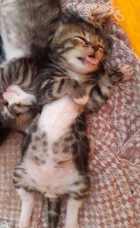 2 Cats Together, Cats Together, Sleepy Kitten, Bengal Kitten, 2 Cats, Cat Hacks, Silly Cats Pictures, Kitten Pictures, Baby Kittens