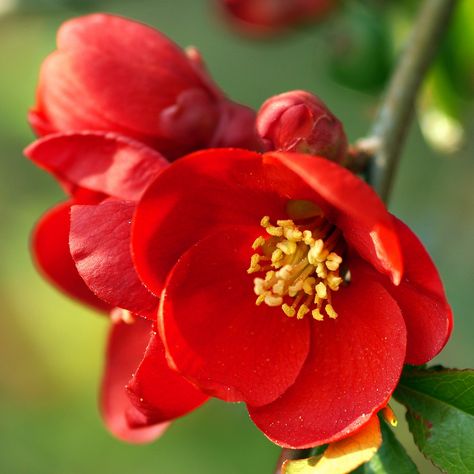 Chaenomeles Japonica, Japanese Quince, Red Camellia, Flowering Quince, Daffodil Bulbs, Spring Blossoms, Blossoms Art, Wall Frames, Beautiful Flower Arrangements