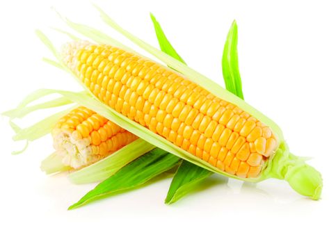 Zea Mays (Maize, Corn) Production: A Comprehensive Growing Guide Corn Nutrition Facts, Corn Health Benefits, Vegetable Harvest, Cash Crop, Simple Nutrition, Low Carb Vegetables, Ears Of Corn, Carbohydrate Diet, Low Carbohydrate Diet