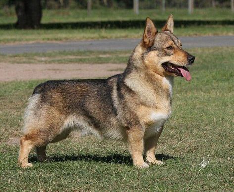 CORGI GERMAN SHEPHERD MIX PUPPY German Shepherd Corgi Mix, Cute Dog Mixes, German Shepherd Mix Puppies, Corgi German Shepherd, Corgi Mix Breeds, Shepherd Mix Puppies, Swedish Vallhund, German Shepherd Mix, Corgi Mix