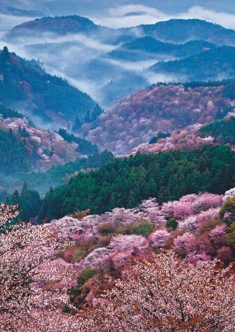 Mountain cherry trees on the slopes of Mount Yoshino Kii Mountain Range Japan. (Image - Hideaki Tanaka). #beautiful #awesome #great #dayobamidele Mount Yoshino, Yoshino Japan, Live Earth, Japan Image, Cherry Trees, Botanical Beauty, Cherry Tree, Mountain Range, Best Funny Pictures