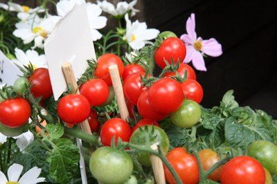 Potted Tomato Plants, Tomato Plant Food, Coffee Grounds As Fertilizer, Growing Tomatoes Indoors, Growing Organic Tomatoes, Tomato Farming, West Facing Garden, Growing Tomatoes In Containers, Organic Tomatoes