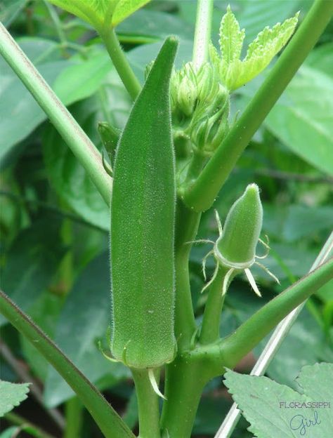 Florassippi Girl: Growing and Dehydrating Okra Growing Okra, Okra Plant, Okra Seeds, Fast Growing Vegetables, Acid Loving Plants, Selective Breeding, Tanah Liat, Soil Ph, Evergreen Shrubs