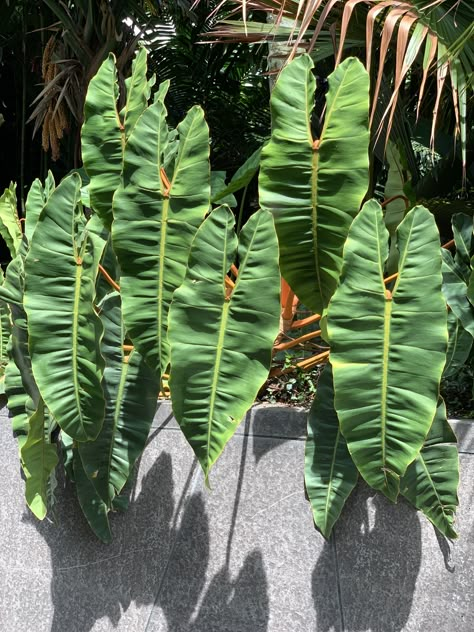 Philodendron Billietiae, Dream Plants, Large Indoor Plants, Plant Texture, Ferns Garden, Tropical House Plants, Tropical Garden Design, Philodendron Plant, Plants Are Friends