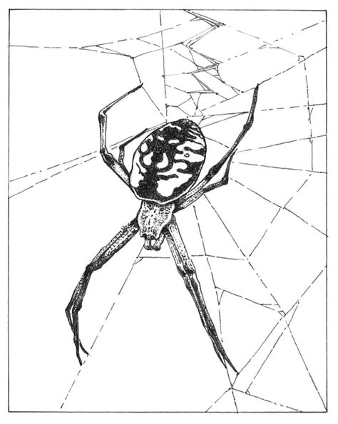 Garden Spider Tattoo, Garden Spider, Spider Tattoo, Tatting, Insects, Humanoid Sketch, Google Search, Tattoos, Drawings