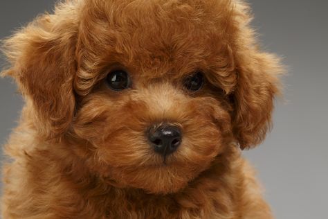 Are these puppies for real? These puppies are just as cute and cuddly as the teddy bears we cherished and toted around when we were kids. We can still... The post 14 Puppies That Look Like Teddy Bears appeared first on Reader's Digest. Poodle Puppy, Teddy Bears, Bears, That Look, I Hope, Teddy Bear, Puppies