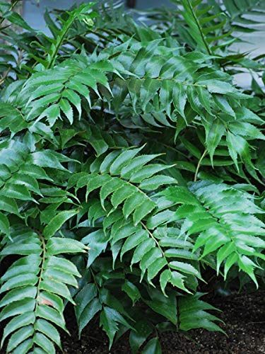 Perennial Farm Marketplace Cyrtomium falcatum 'Rochfordianum' (Japanese Holly) Hardy Fern, Size-#1 Container, Glossy Dark Gre Japanese Fern, Japanese Holly, Holly Fern, Boston Garden, Dark Green Leaves, Planting Shrubs, Side Garden, Japanese Maple, Foliage Plants