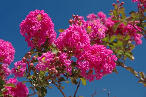 Pee Gee Hydrangea, Crepe Myrtle Trees, Fast Growing Shrubs, Pink Flowering Trees, Hydrangea Shrub, Myrtle Tree, Crepe Myrtle, Brown Leaves, Dogwood Trees