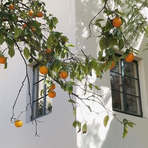 Orange Tree, Fruit, Building, Orange, Photography, White, Instagram