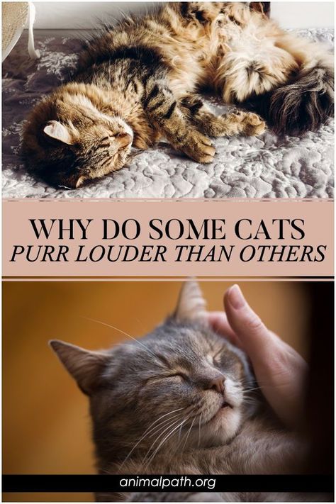 Why do some cats purr louder than the others? What does it mean when a cat purrs louder than normal? Why Do Cats Purr, Male Cat, Cat Purr, Older Cats, Kitty Stuff, Cat Training, Cat Behavior, Siamese Cats, Pet Parent