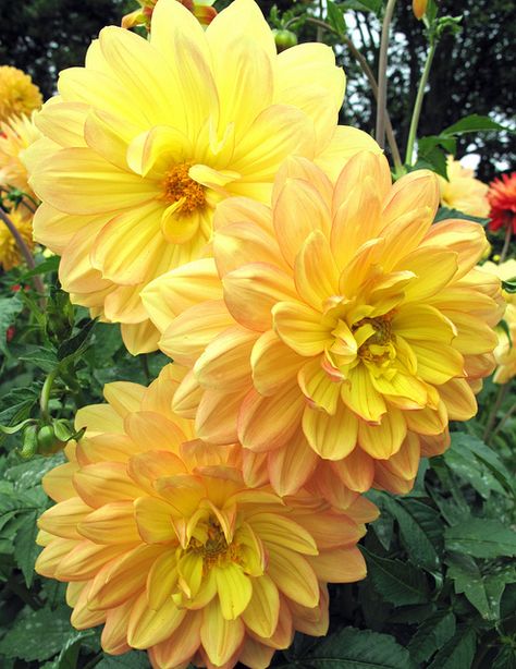 Yellow Dahlias Yellow Dahlias, Yellow Dahlia, Dalia Flower, Garden Photography, Peach Flowers, Flower Therapy, Flower Beauty, Flower Beds, Beautiful Blooms