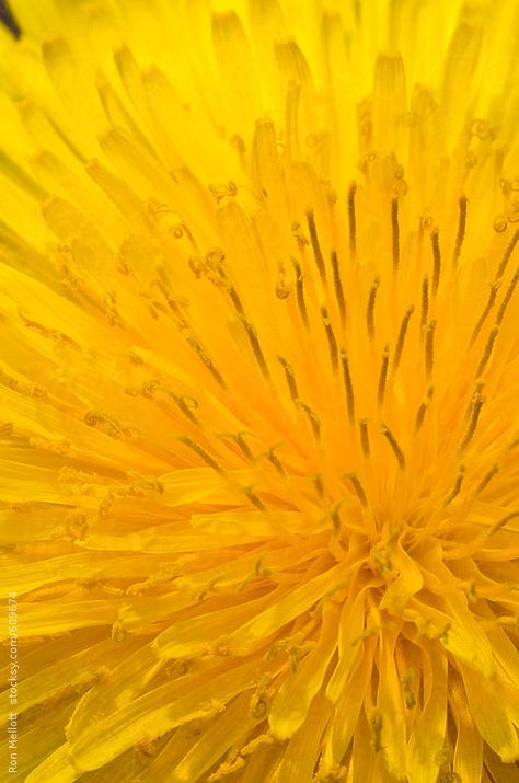 Yellow Leaves Aesthetic, Yellow Dandelion Aesthetic, Yellow In Nature, Dandelion Aesthetic, Dandelion Color, Yellow Dandelion, Close Up Art, Foto Macro, Yellow Photography