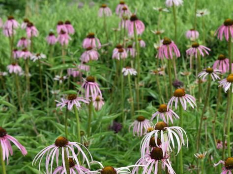 Purple Echinacea, Echinacea Pallida Hula Dancer, Pale Purple Coneflower, Echinacea Pow Wow Wild Berry, Strange Flowers, Meadow Garden, Echinacea Purpurea, Front Lawn, Dream Decor