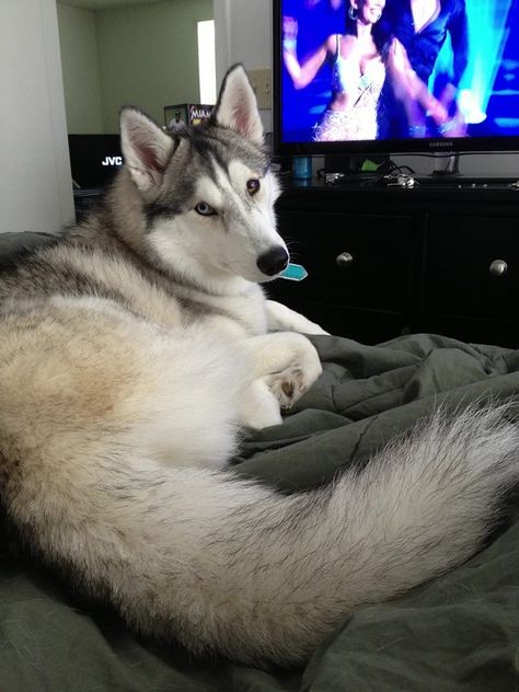 Black And White Husky With Blue Eyes, Husky Dogs Blue Eyes, Lightsum Members, Siberian Husky Blue Eyes, Grey Husky, Black Siberian Husky, Brown Husky, Dog Aesthetics, Blue Husky