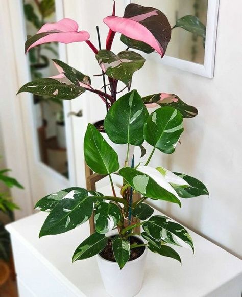 Tropical Flowering Plants, Wall Library, Pink Princess Philodendron, Philodendron White Princess, Princess Philodendron, Creeping Vines, Philodendron Pink Princess, Greenhouse Farming, Home Decor Plants