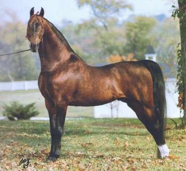 Spring Valley Deliverance f. 1972  Night of Folly X Jo Taun by Private Contract Tennessee Walker, American Saddlebred Horses, Bay Horses, Amazing Horses, Majestic Horses, Gorgeous Horses, Horse Pics, American Saddlebred, Morgan Horse