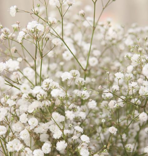 Learn when to plant Baby's Breath seed for weddings in our How to Grow Gypsophila Baby's Breath from Seeds instructions. Baby's Breath is easy to grow. Growing Gypsophila, Gardening Website, Gypsophila Elegans, Seeds Growing, Yard Flowers, Filler Flowers, Babies Breath, Baby Breath, Landscape Beautiful